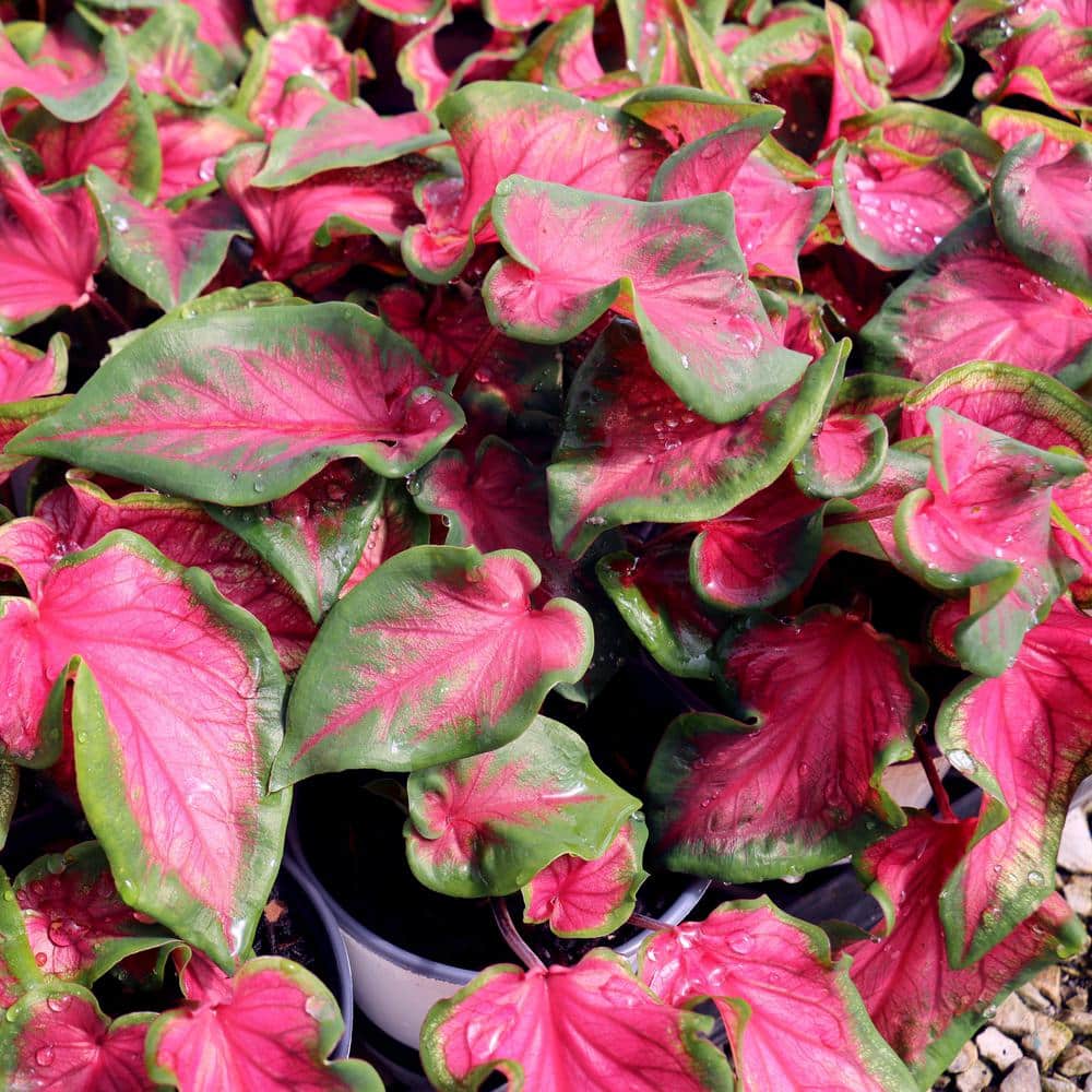 4 in. Caladium Sangria Perennial Plant (3-Pack) - Hercitys