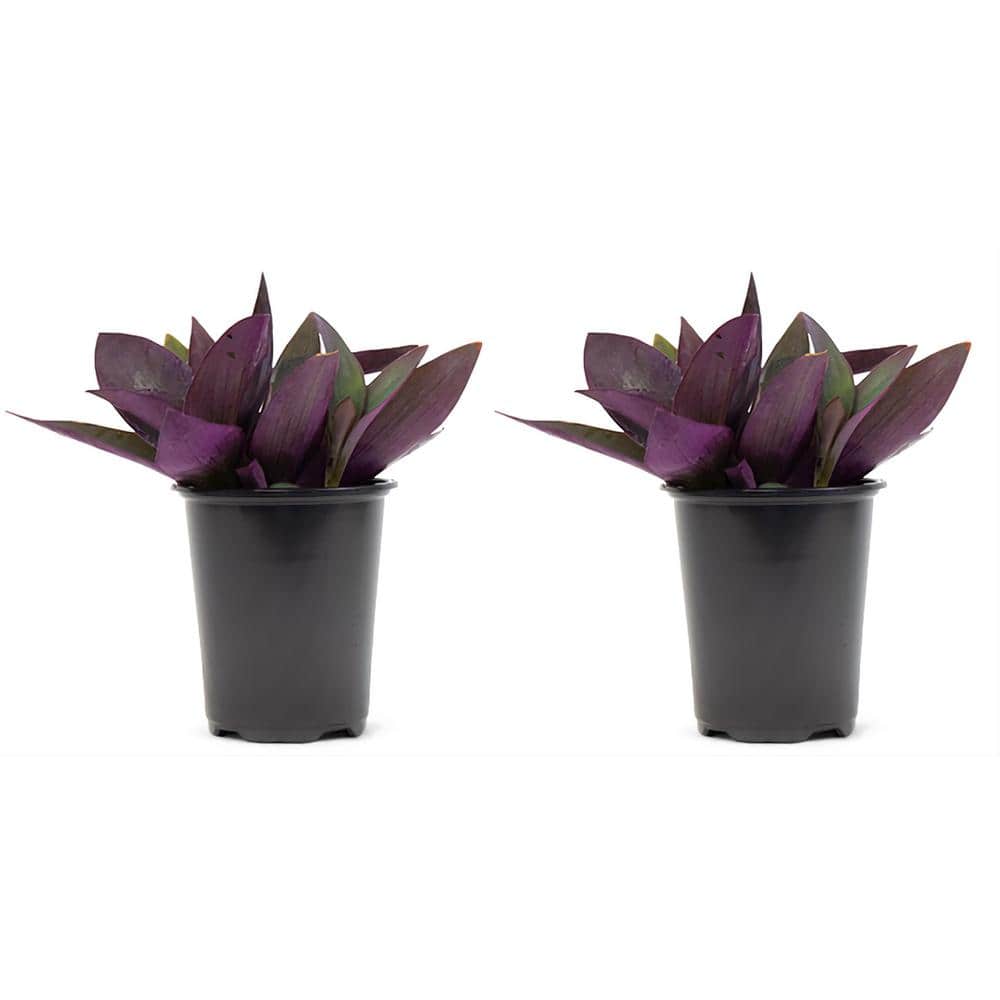 2.5 Qt. Purple Queen Setcreasea Perenial Plant in Grower’s Pot (2-Packs) - Hercitys