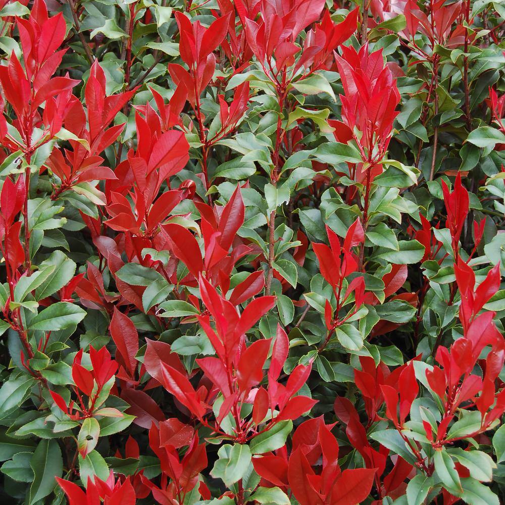 2.25 gal. Photinia Dynamo Red Shrub with White Flowers - Hercitys