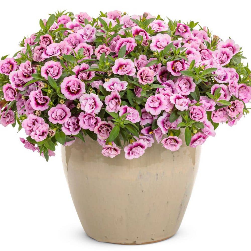 4.25 in. Eco+ Grande Superbells Double Smitten Pink (Calibrachoa hybrid) Live Annual Plant with Pink Flowers 4-Pack - Hercitys