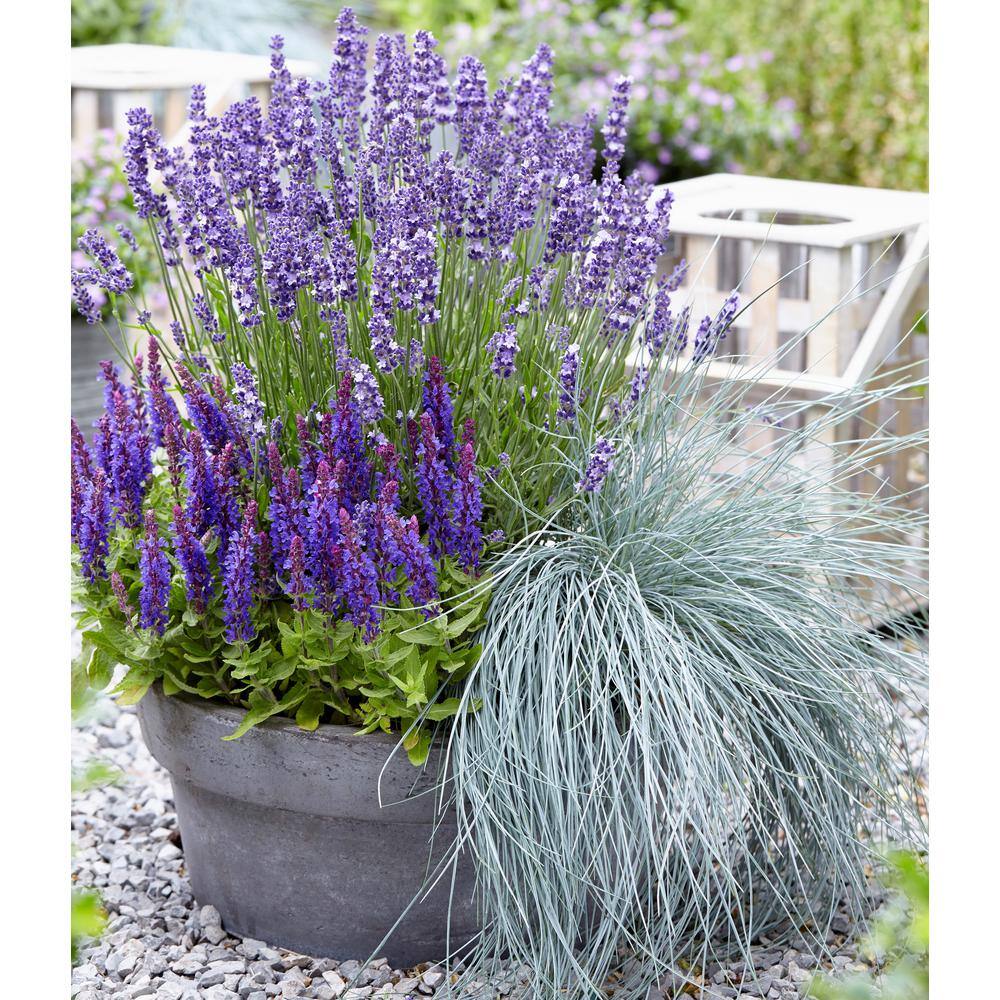 1.0 qt. Blue Grass Festuca Boulder Perennial (4-Pack) - Hercitys