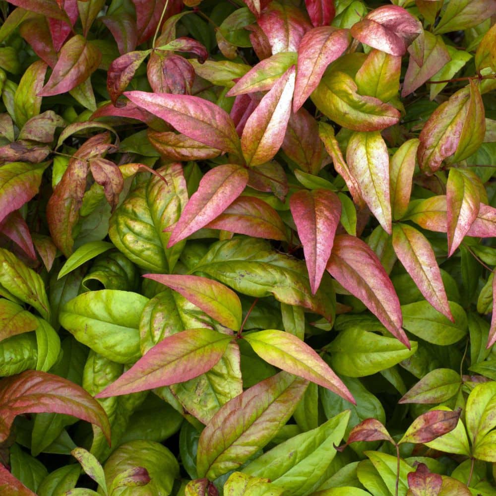 2.25 Gal. Nandina Fire Power Shrub - Hercitys