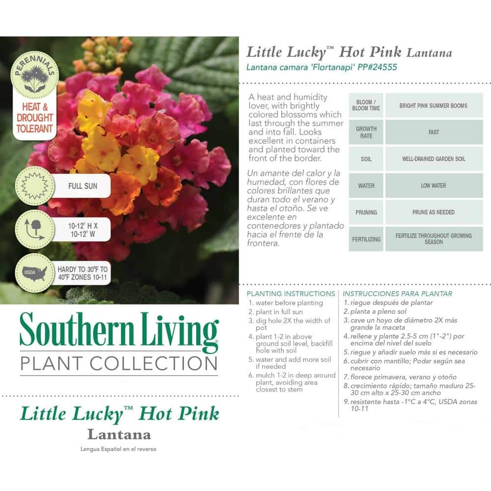 2.6 Qt. Hot Pink Little Lucky Lantana Plant with Pink and Yellow Blooms - Hercitys