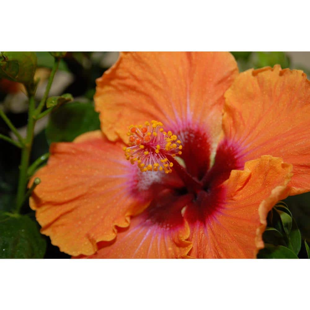 1 Gal. Hollywood Disco Diva Orange and Fuchsia Flower Annual Hibiscus Plant - Hercitys