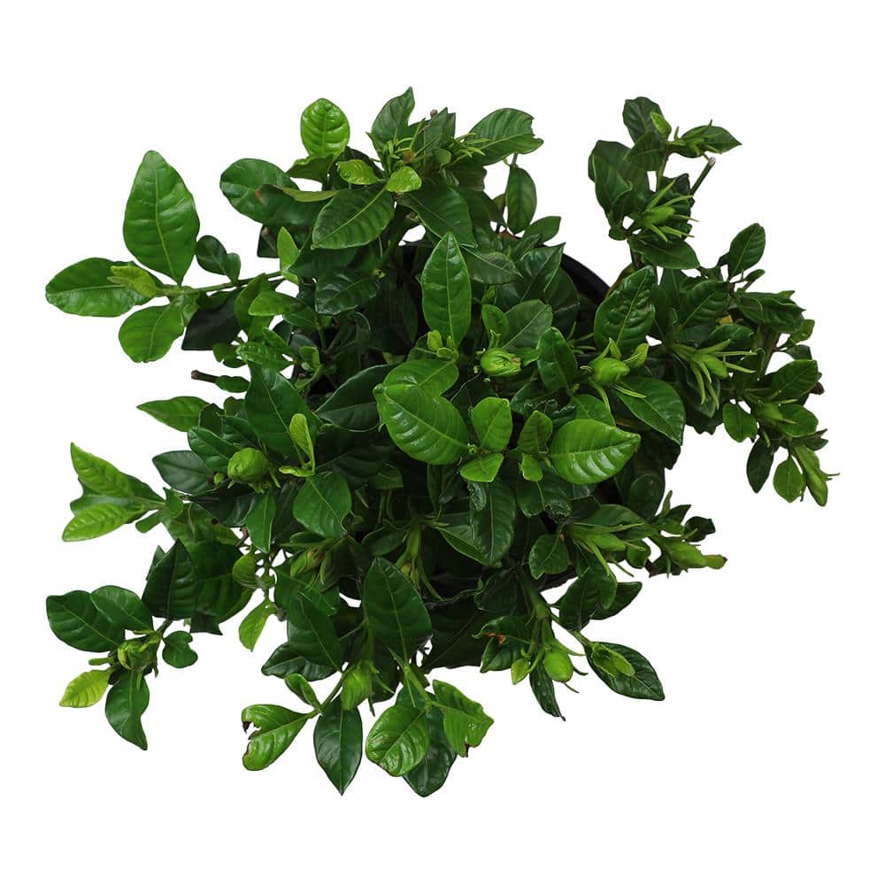 1 Gal. Gardenia Jasminoides August Beauty Shrub Plant - Hercitys