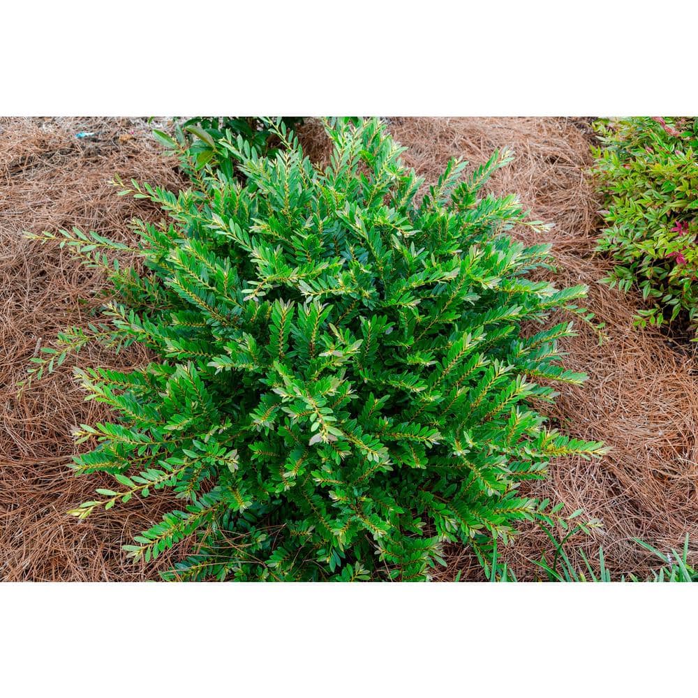 2 Gal. Bayou Bliss Distylium, Evergreen Shrub with Soft Blue-Green Foliage and a Rounded Habit - Hercitys