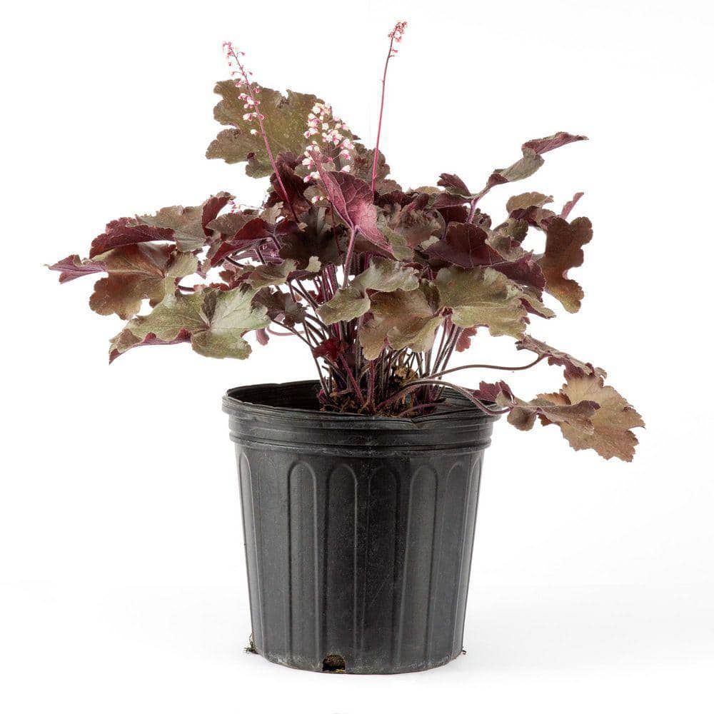 2 Gal. Carmencita Coral Bells (Heuchera), Live Perennial Plant, Pink-Red Foliage - Hercitys