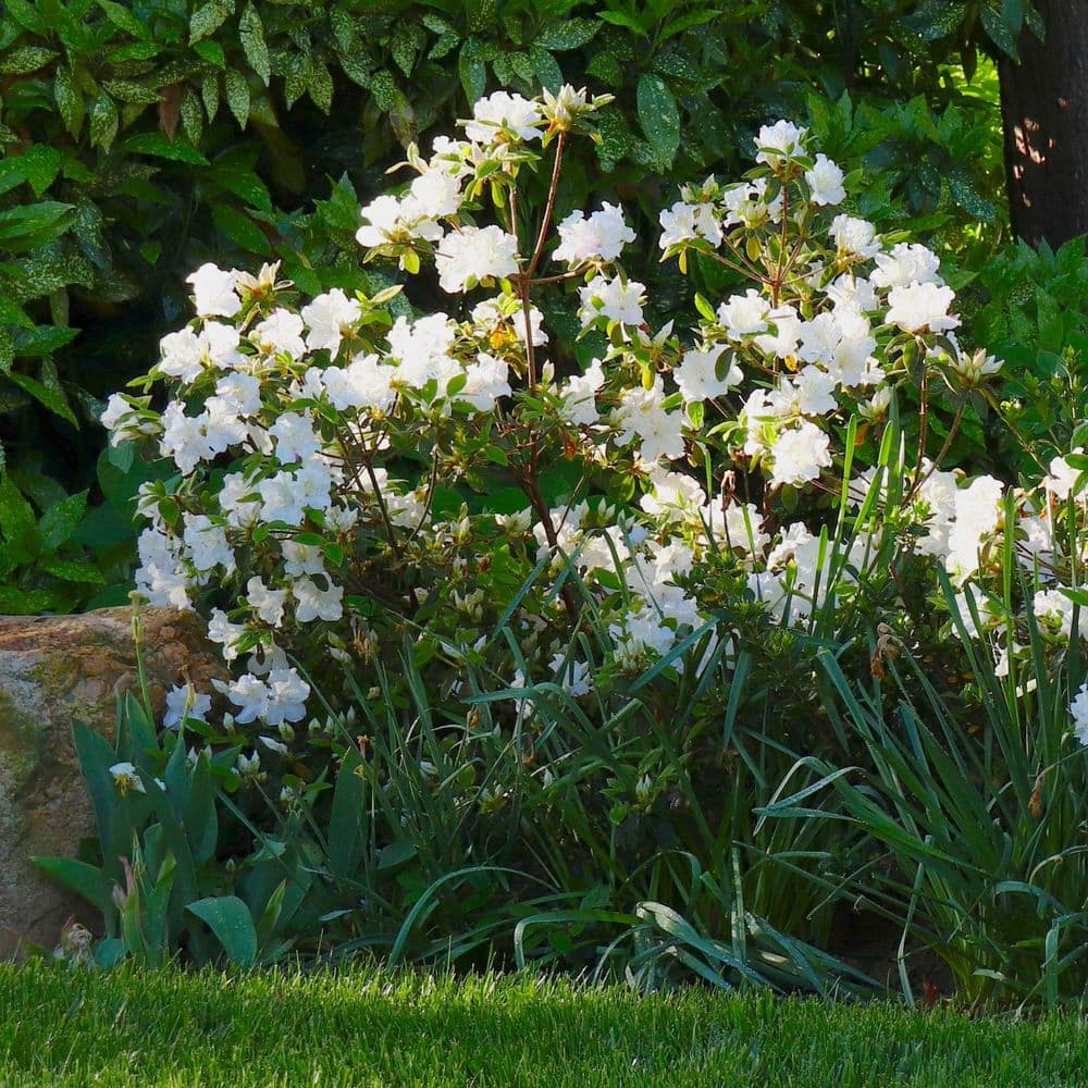 2.5 Quart Azalea ‘Deleware Valley White’ Flowering Shrub with White Flowers - Hercitys