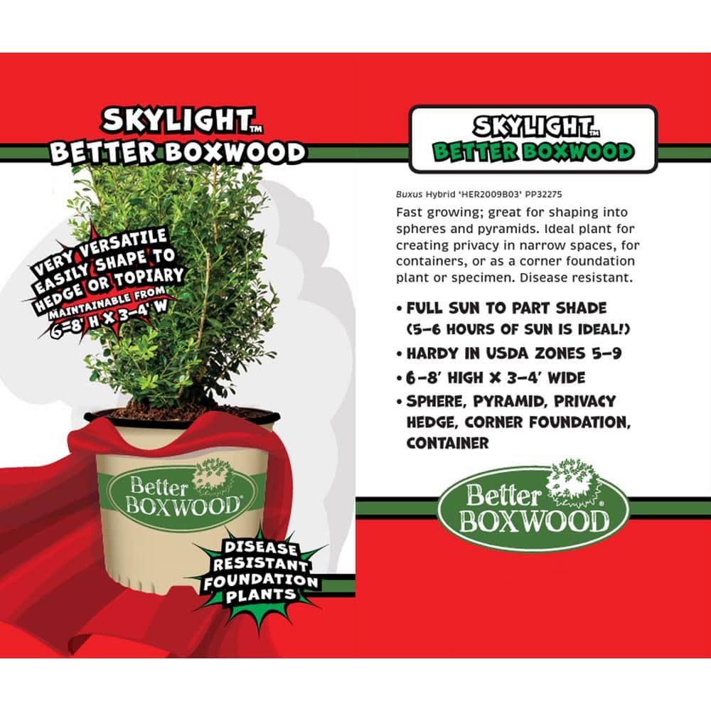 3 Gal. Skylight Boxwood Shrub - Hercitys