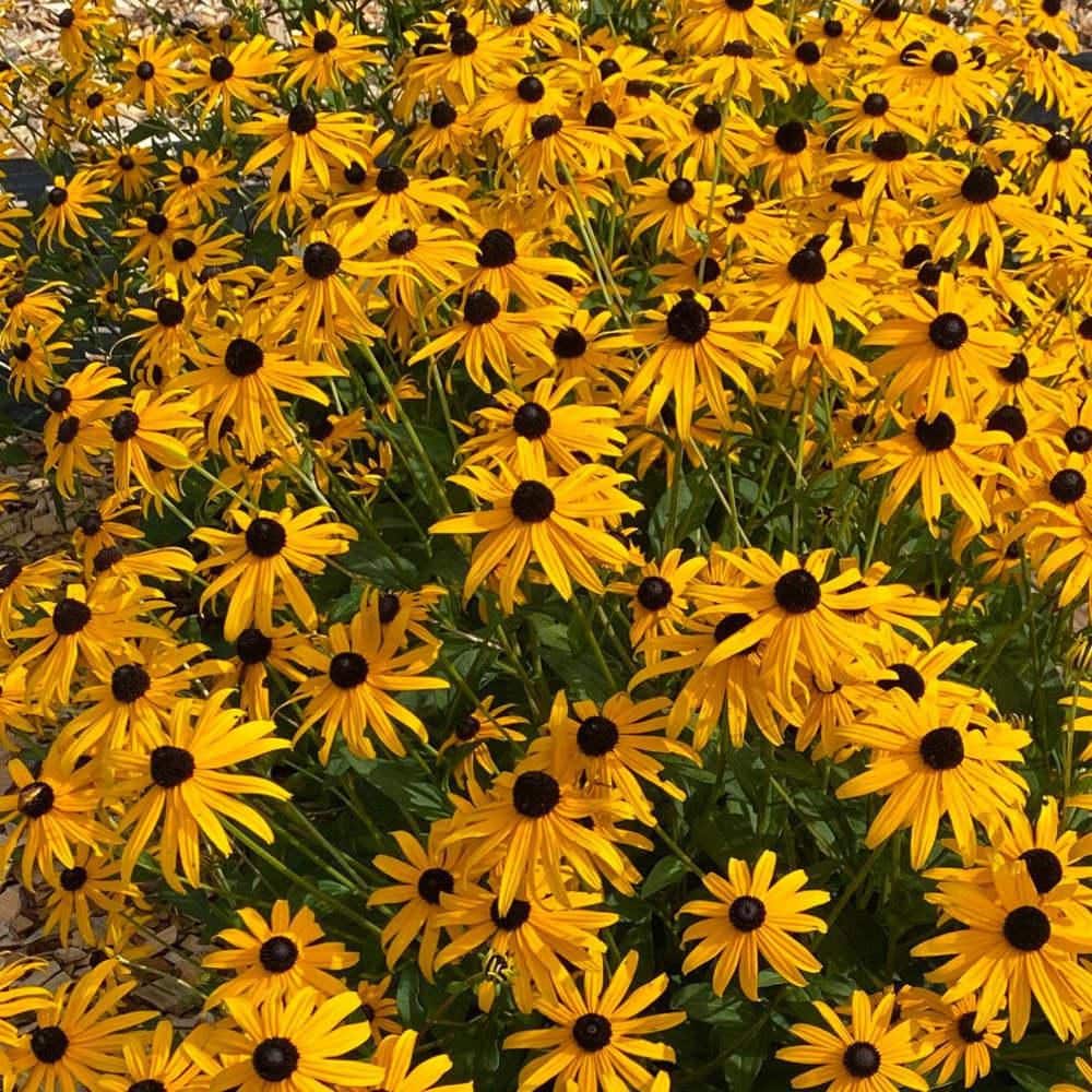 0.65 Gal. Mega Millions Black-Eyed Susan (Rudbeckia Fulgida) Live Perennial Plant with Yellow Flowers - Hercitys