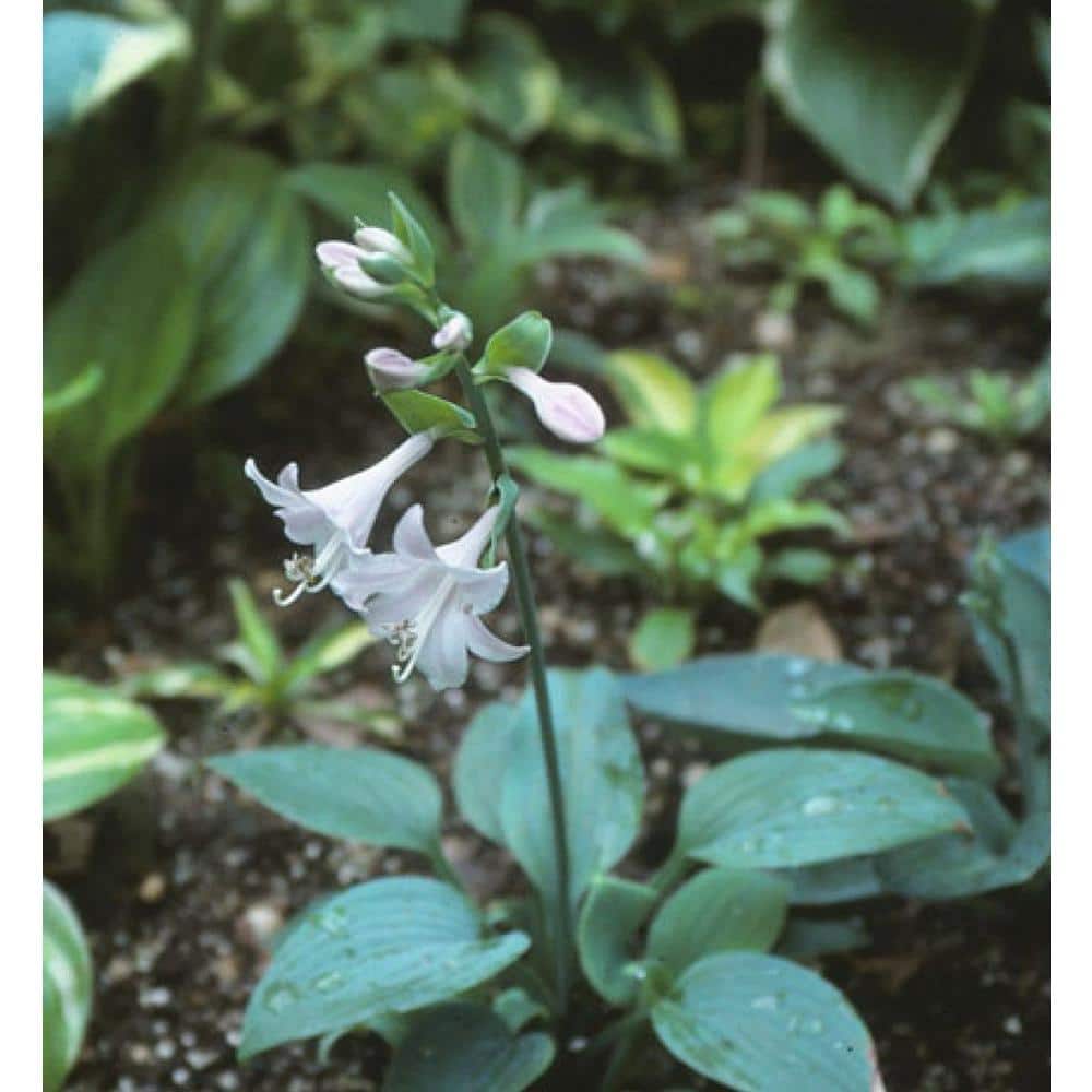 2 Gal. Green Hosta Live Flowering Shade Perennial Plant - Hercitys