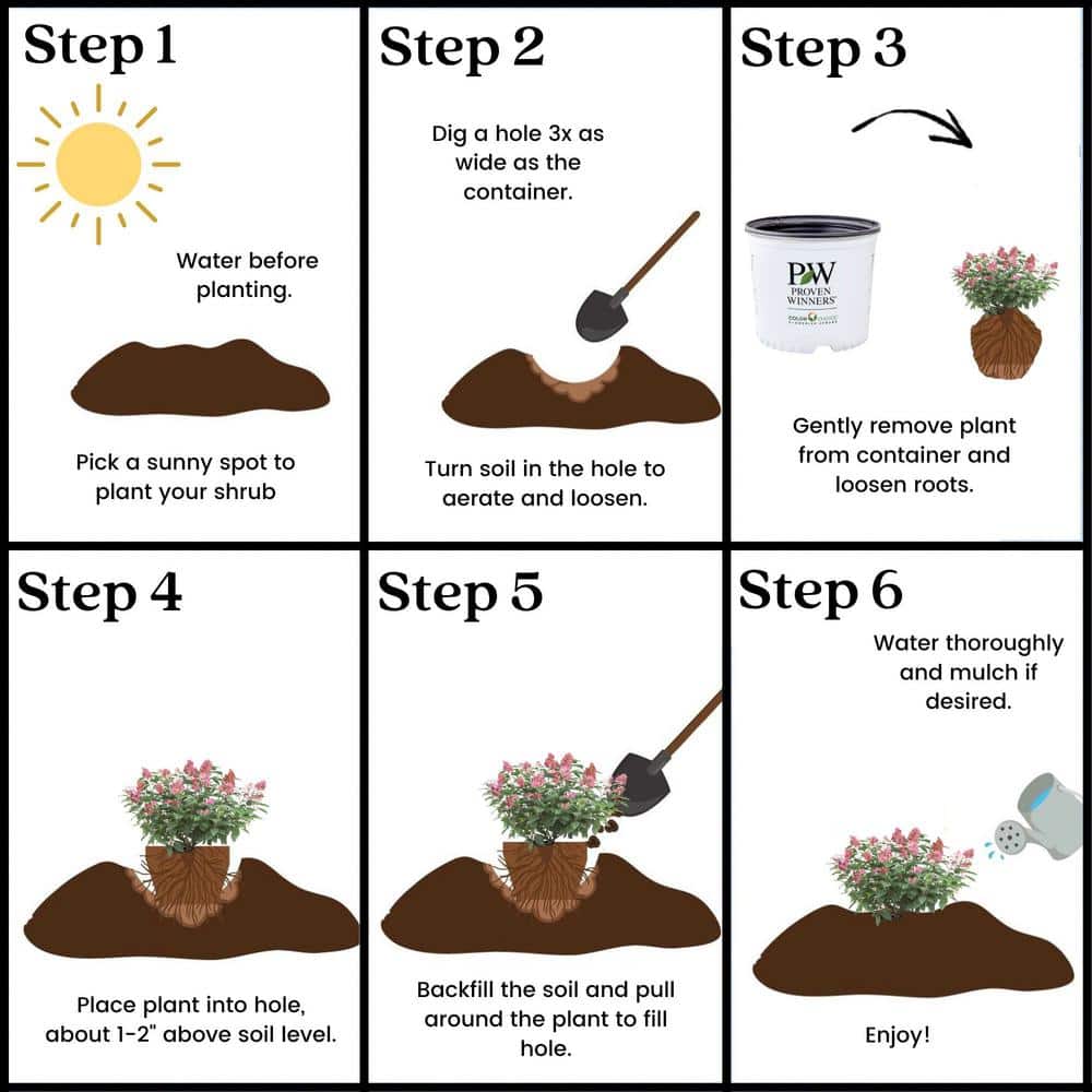 2 Gal. Little Quick Fire Hydrangea Shrub with White Flowers - Hercitys