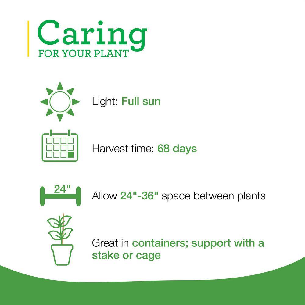 19.3 oz. Better Bush Tomato Plant, (2-Pack) - Hercitys