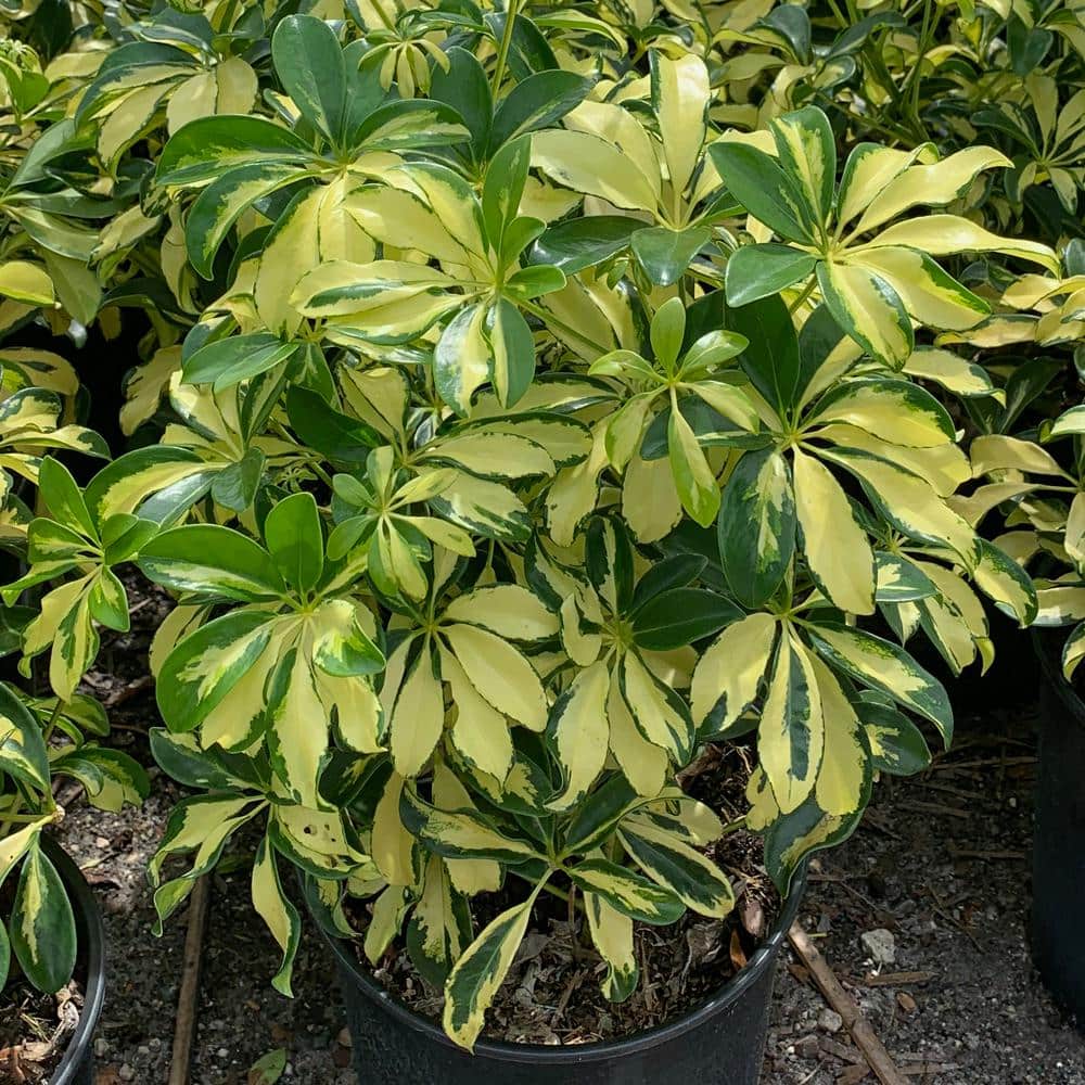 3 gal. Trinette Schefflera Shrub - Hercitys