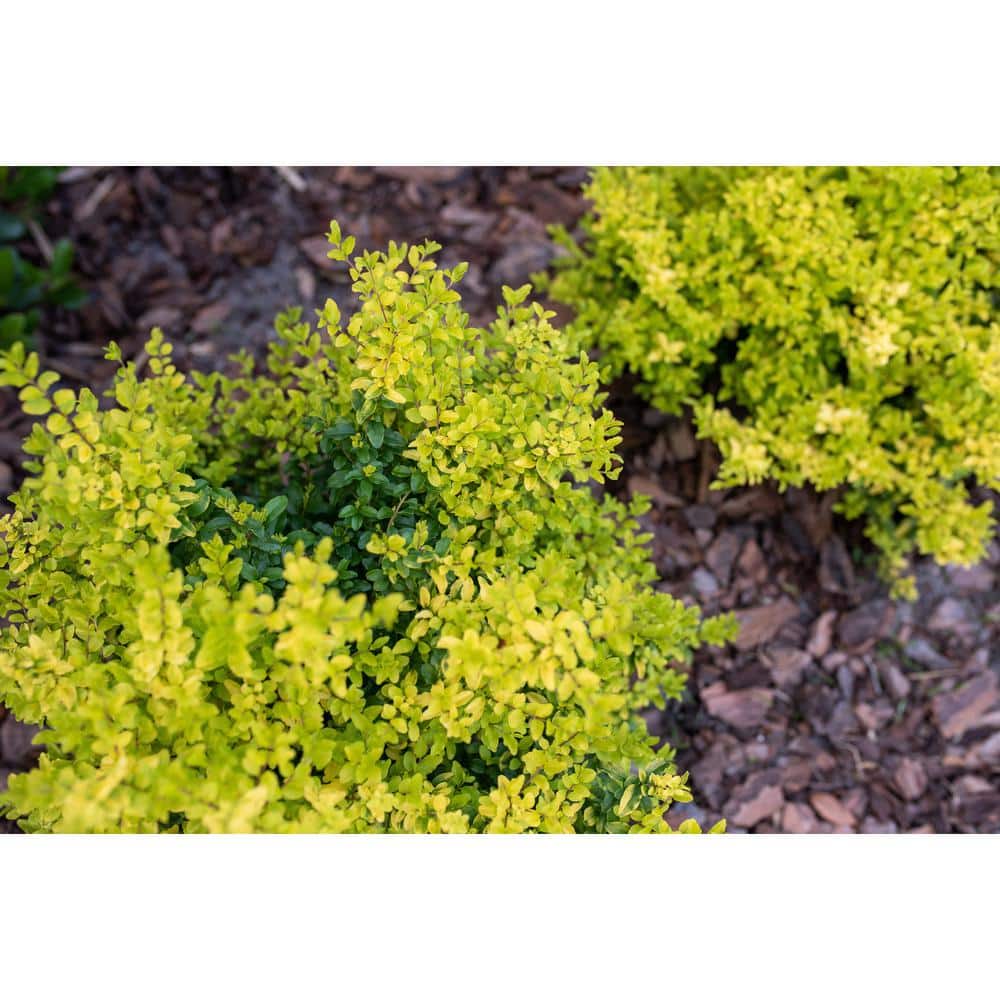 3 Gal. Sunshine Ligustrum Golden Privet Live Shrub with Golden-Yellow Foliage (1-Pack) - Hercitys