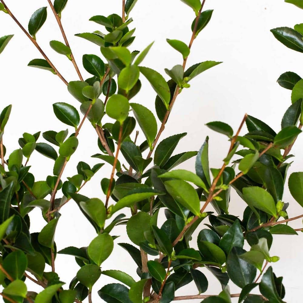 2.5 Gal. Mine No Yuki Camellia Plant (camellia sasanqua) – Evergreen Shrub with White Flowers, Live Plant - Hercitys