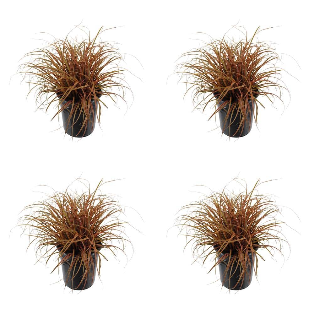 2.5 qt. Perennial Grass Uncinia Rubra Belinda’s Find (4-Pack) - Hercitys