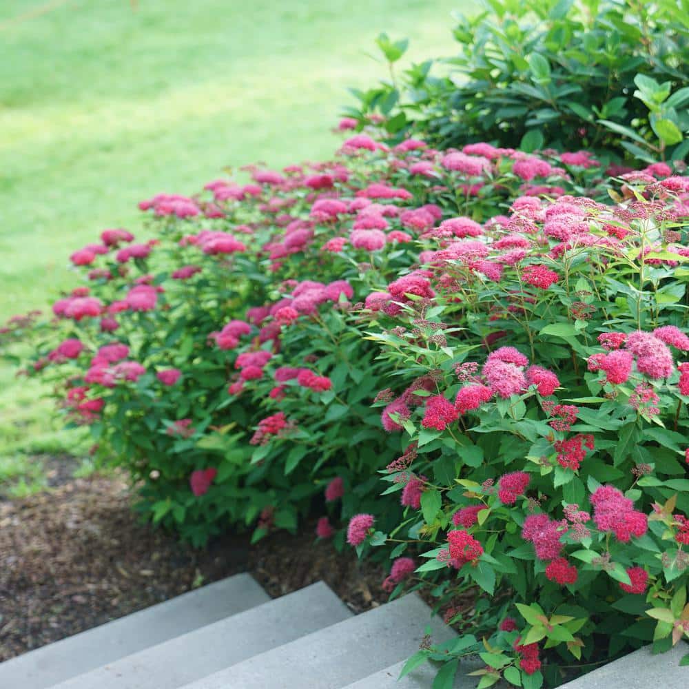 2 Gal. Double Play Doozie (Spirea) Live Shrub with Pink Flowers - Hercitys