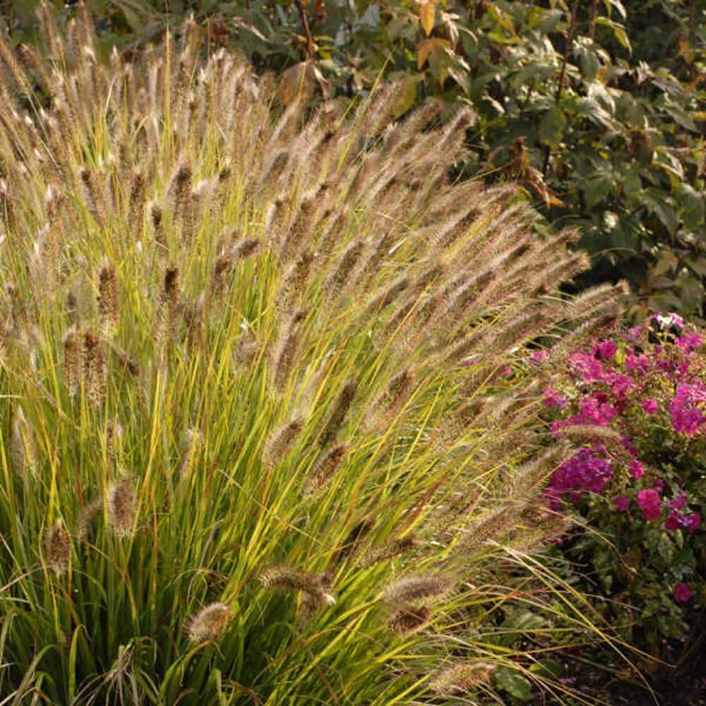 0.65 Gal. Prairie Winds ‘Desert Plains’ Fountain Grass (Pennisetum alopecuroides) Live Perennial Plant - Hercitys