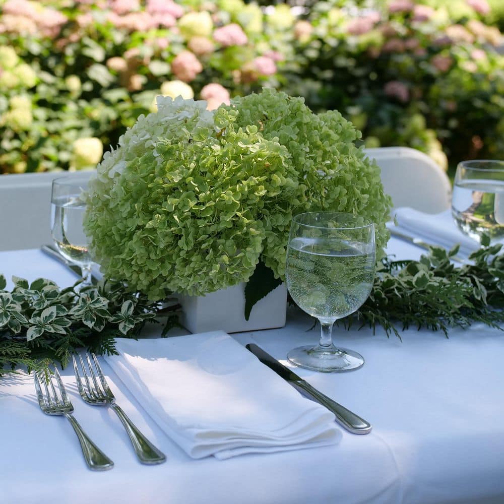 4.5 in. Qt. Incrediball Smooth Hydrangea, Live Shrub, Green to White Flowers - Hercitys