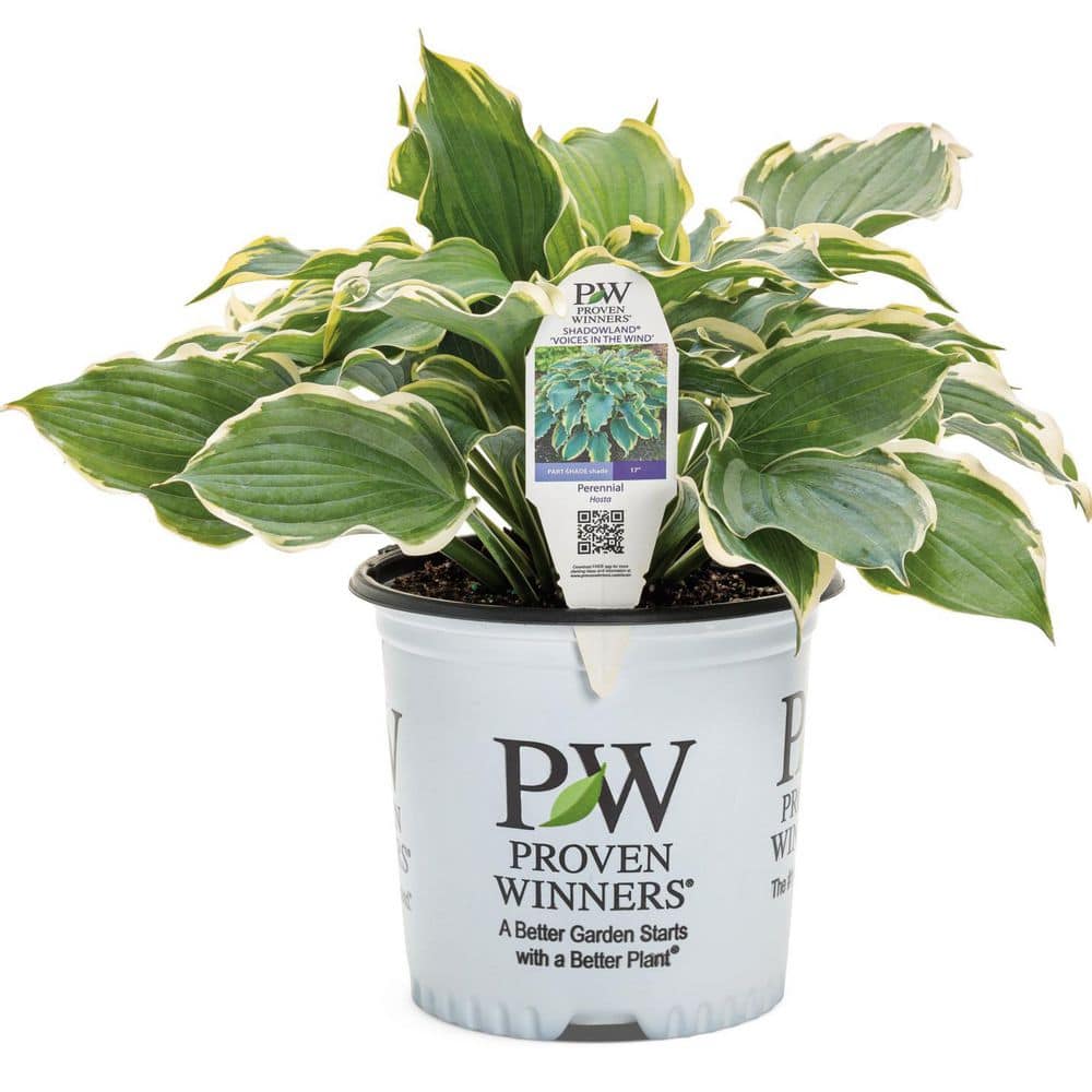 0.65 Gal. Shadowland ‘Voices in the Wind’ Hosta (Hosta hybrid) Live Perennial Plant with Blue Green and Yellow Foliage - Hercitys