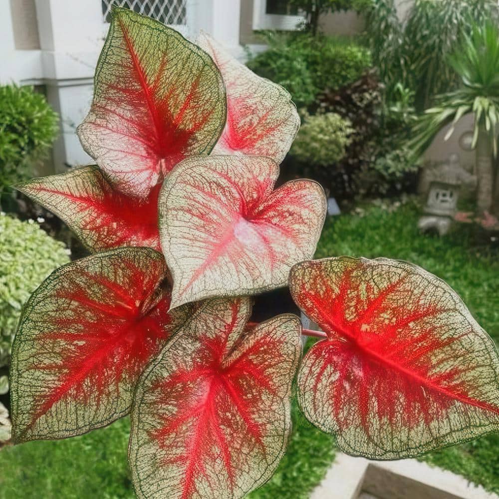 4 in. Caladium Southern Charm Perennial Plant (3-Pack) - Hercitys