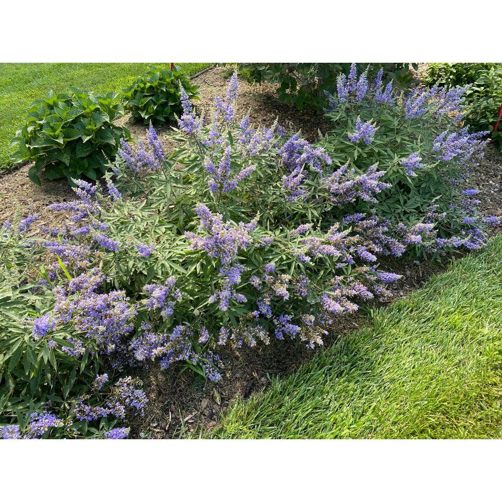 4.5 in. qt. Rock Steady Chastetree (Vitex agnus-Castus) Live Flowering Shrub with Purple Flowers - Hercitys