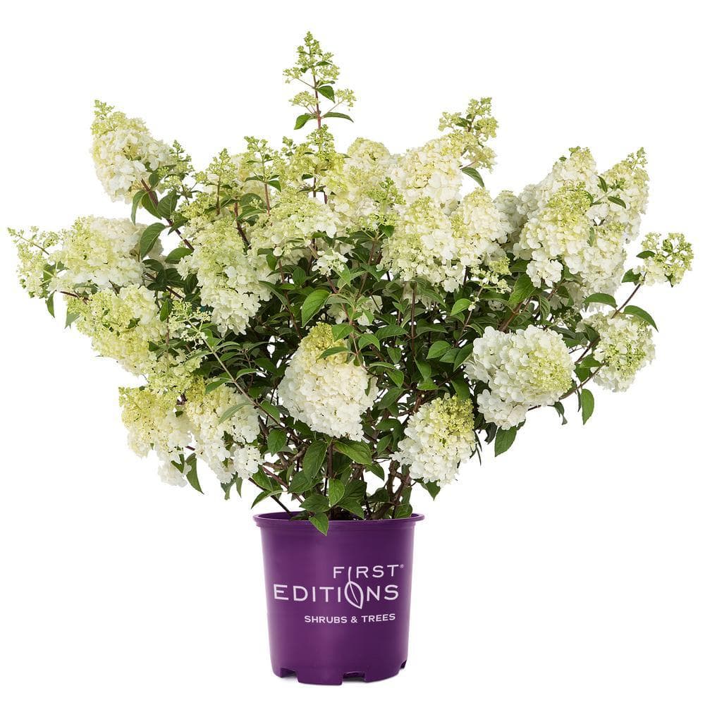 2 Gal. Strawberry Sundae Panicle Hydrangea Flowering Shrub with White to Pink Flowers - Hercitys