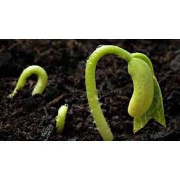 242 Plugs Hydroponic Seeding Tray (2-Pack) - Hercitys