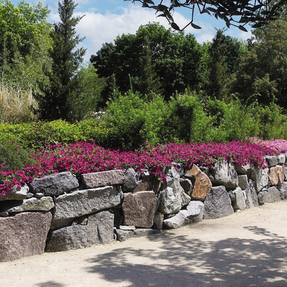 4 in. Purple Classic Wave Petunia Annual Plant with Purple Flowers (3-Pack) - Hercitys
