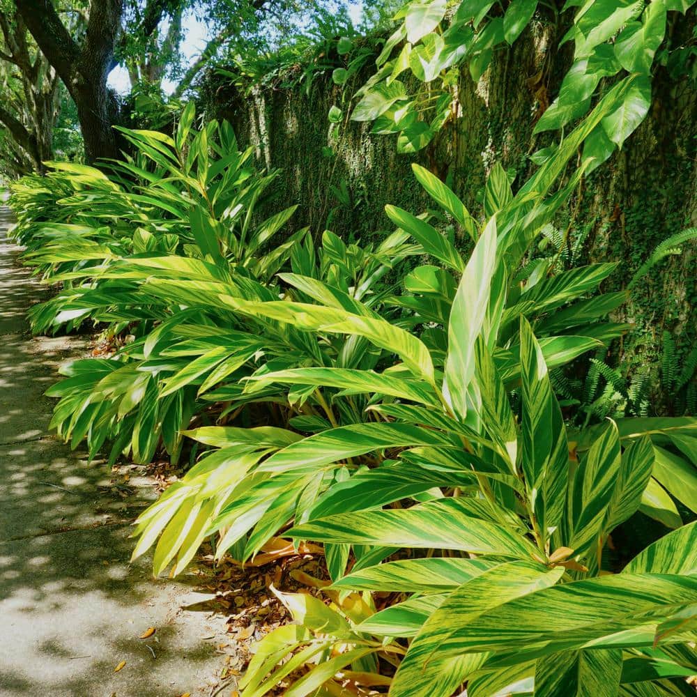3.5 in. Alpinia Variegated Ginger Perennial Plant with Yellow Flowers (3-Pack) - Hercitys