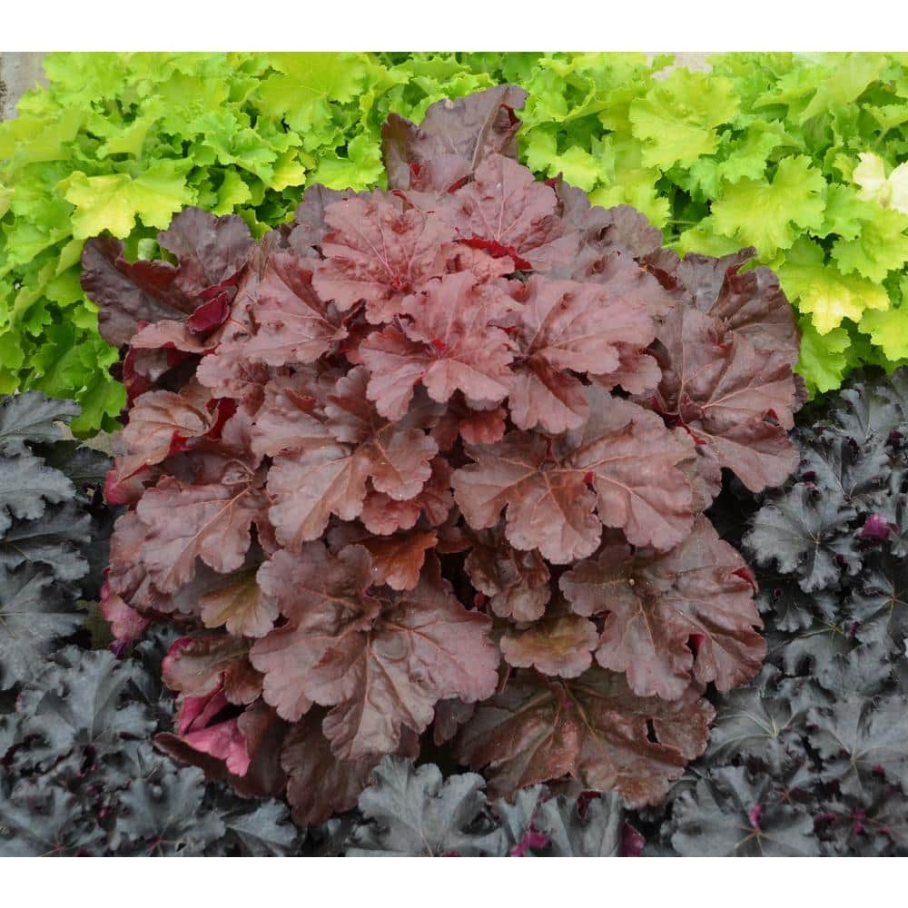 4.5 in. qt. Primo Mahogany Monster Coral Bells (Heuchera) Live Plant, Cream Flowers and Mahogany Red Foliage - Hercitys