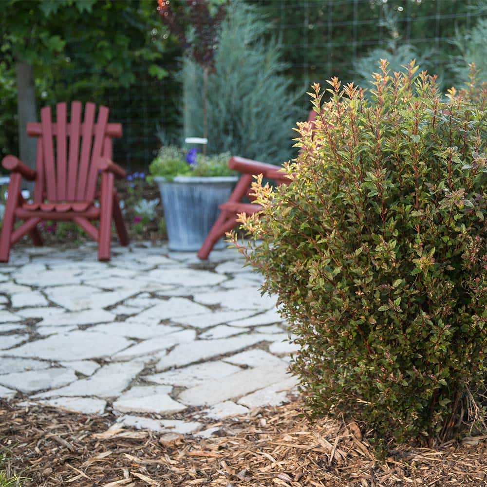 2 Gal. Little Devil Ninebark Shrub with Dark Foliage - Hercitys