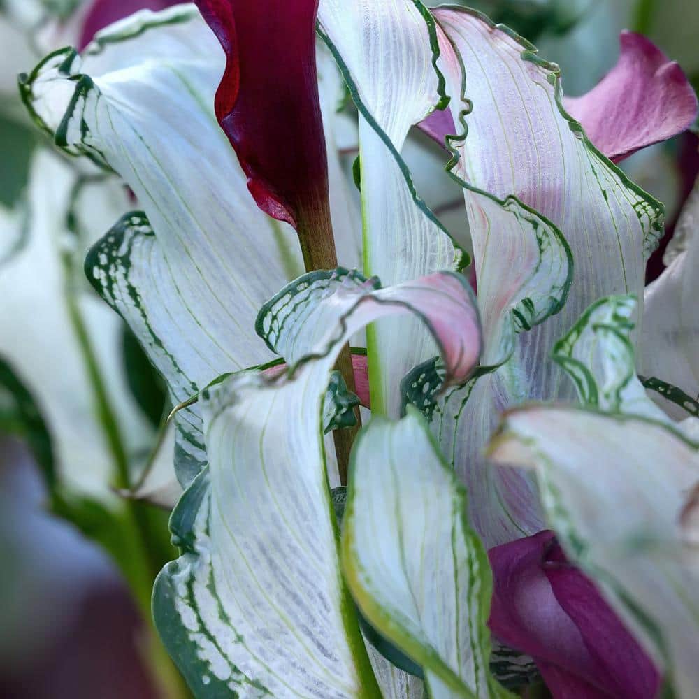 1 gal. Calla Lily Frozen Queen Perennial Plant with White Flowers - Hercitys