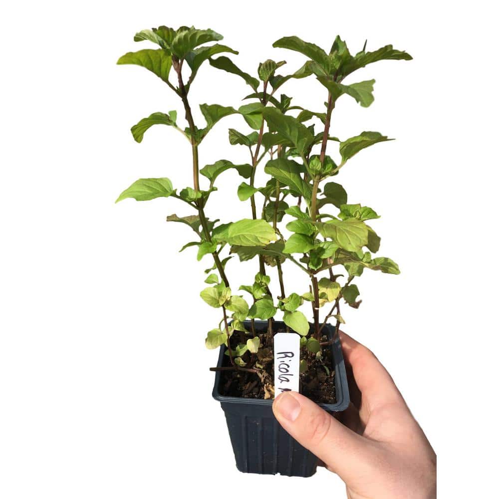 4 in. 3-Ricola Mint Perennial Plants in 3 Separate Containers - Hercitys