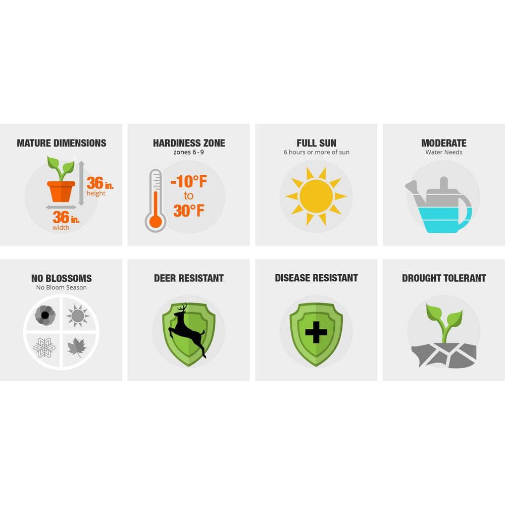 2.5 Qt. Sunshine Ligustrum, Evergreen Shrub, Bright Golden-Yellow Foliage - Hercitys