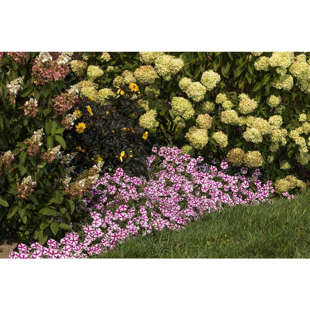 4.25 in. Eco+Grande Supertunia Lovie Dovie (Petunia) Live Plants, Pink and White Striped Flowers (4-Pack) - Hercitys