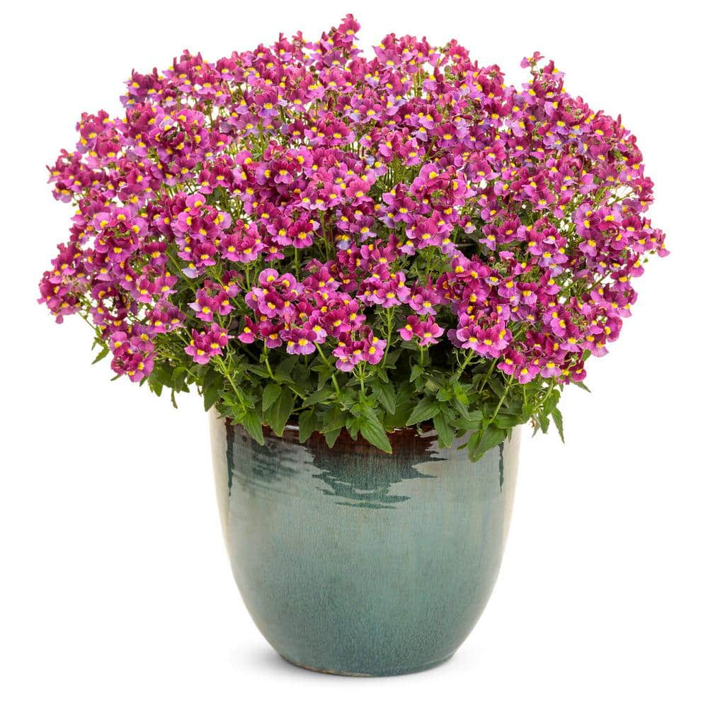 4.25 in. Eco+Grande Aromance Mulberry (Nemesia) Live Plant, Purple Flowers (4-Pack) - Hercitys