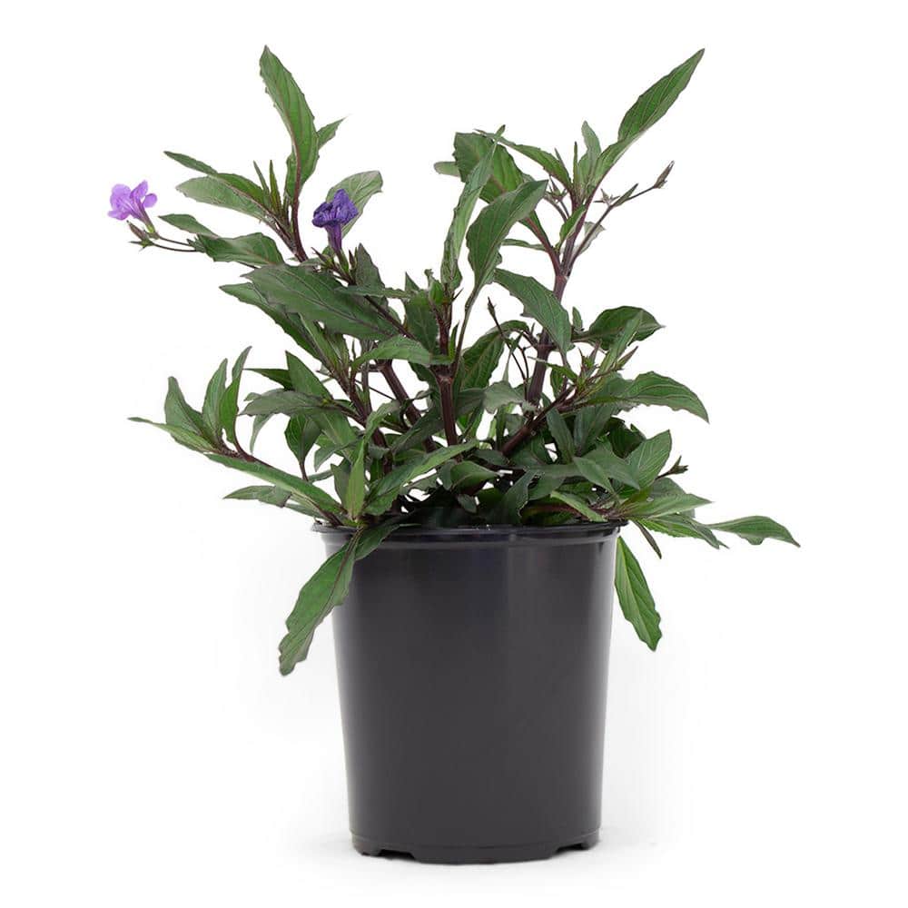 2.5 Qt. Ruellia Purple Flower in 6.33 In. Grower’s Pot - Hercitys