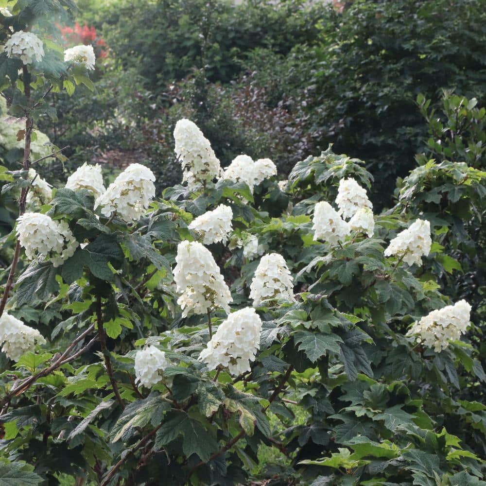 4.5 in. qt. Gatsby Glow Ball Oakleaf Hydrangea (Quercifolia) Live Flowering Shrub with White to Green Flowers - Hercitys