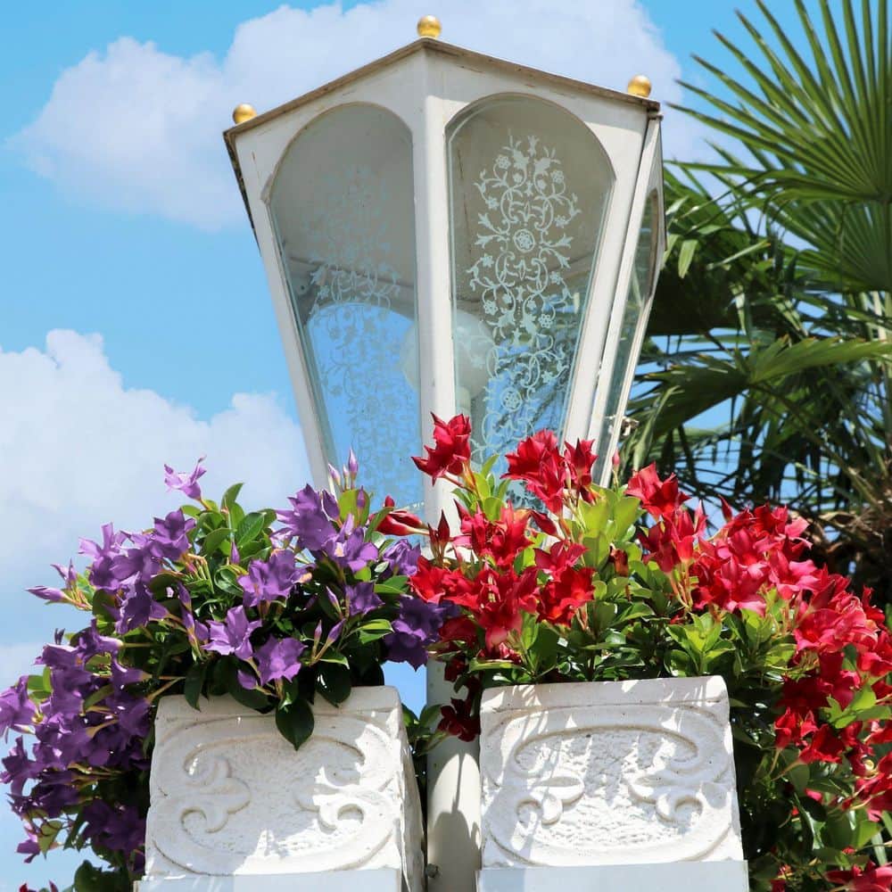 4 in. Mandevilla Plant American Celebration Collection (3-Pack) - Hercitys