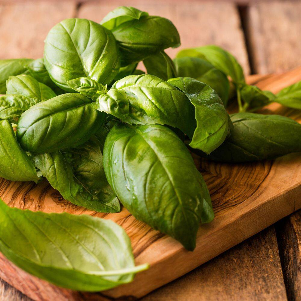 3.3 in. Basil Culinary Kitchen Herb Seed Grow Kit - Hercitys