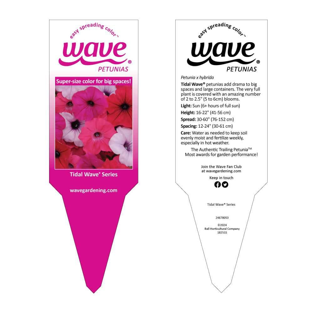 4 in. Silver Tidal Wave Petunia Annual Plant with Silver-White Flowers (3-Pack) - Hercitys