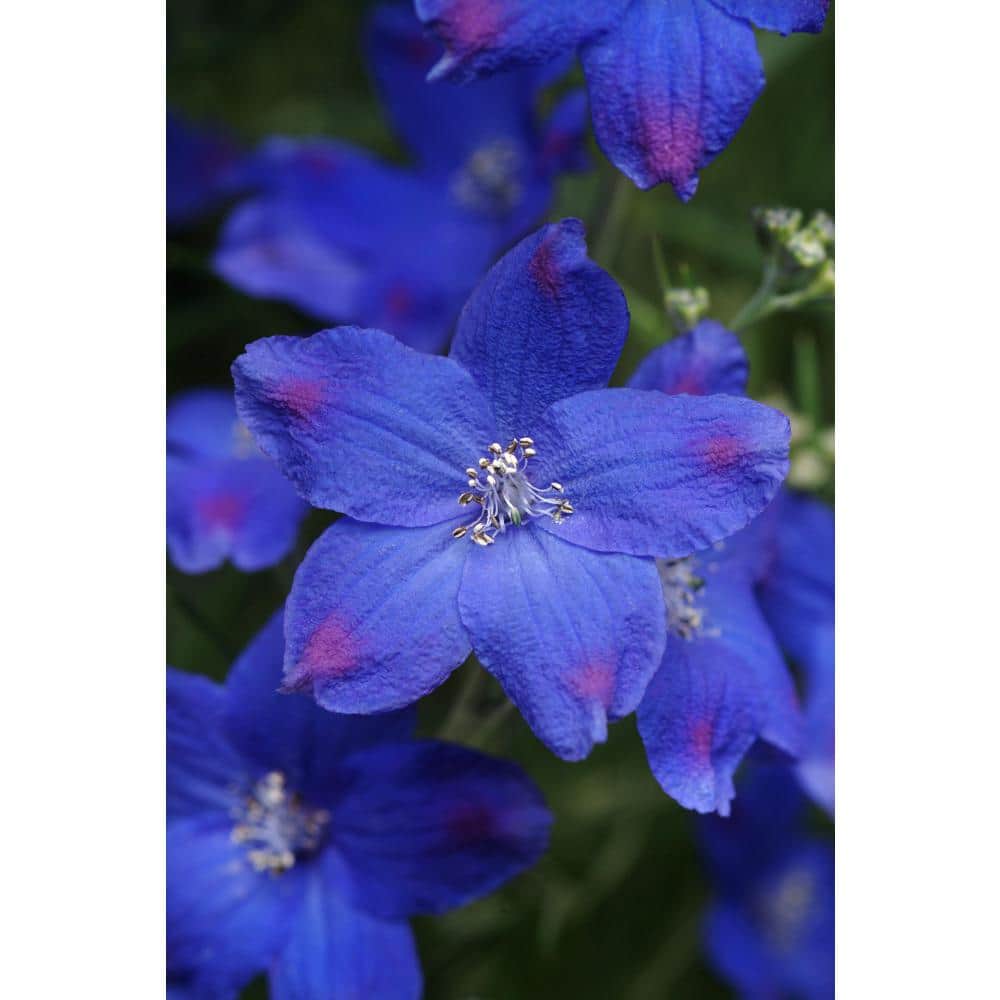 2.5 qt. Delphinium Diamonds Blue Perennial Plant with Blue Flowers-1 Pack - Hercitys