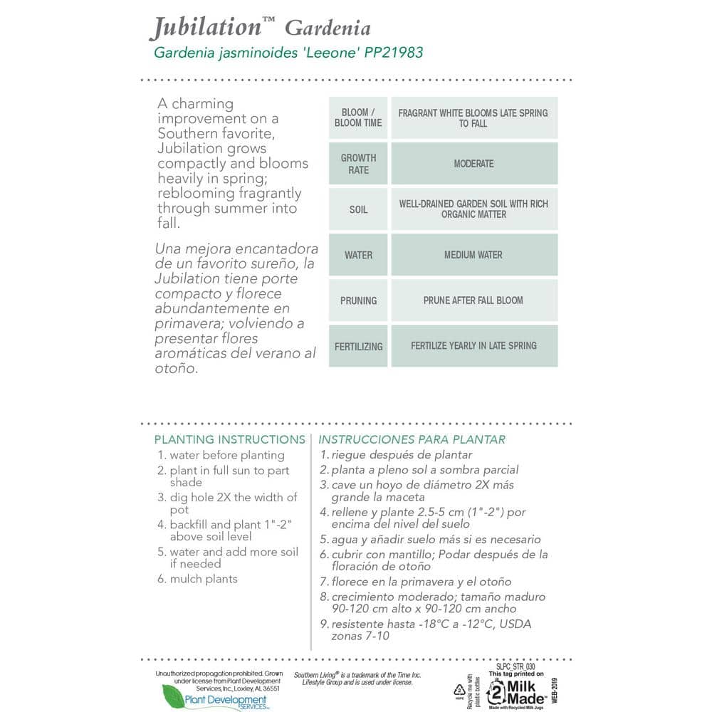 2.5 Qt. Jubilation Gardenia, Live Evergreen Shrub, White Fragrant Blooms - Hercitys