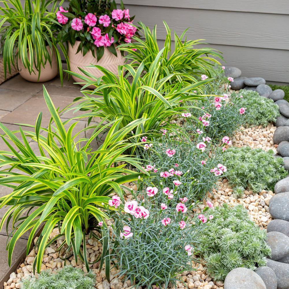 2 Qt. Silvery Sunproof Variegated Liriope Green Perennial Plant (3-Pack) - Hercitys