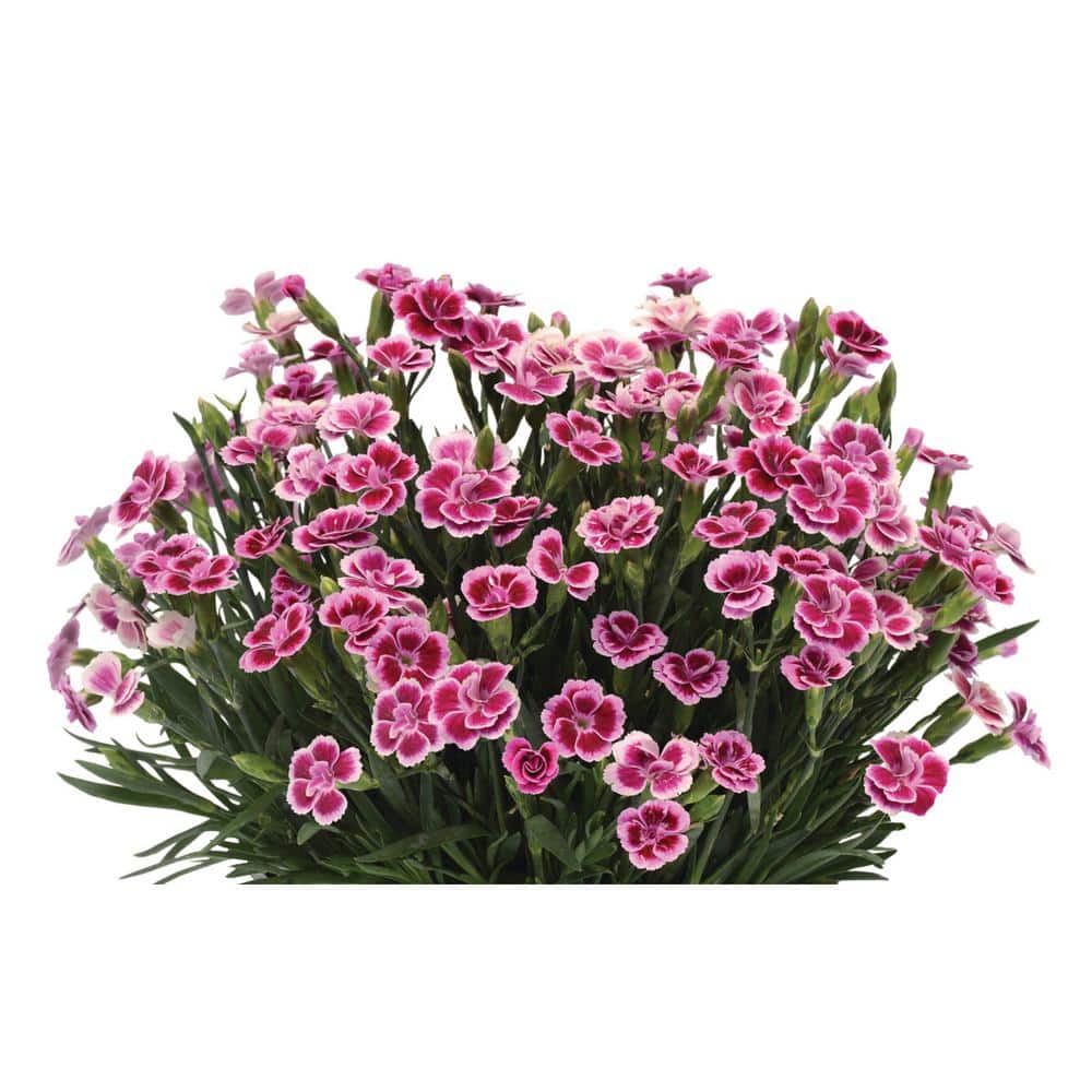 1 Qt. Dianthus Pink Kisses Carnation Perennial Plant (4-Pack) - Hercitys