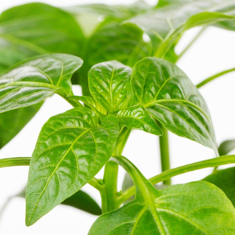 2 qt. Pepper Red Standard Green Edible Plant (3-Pack) - Hercitys