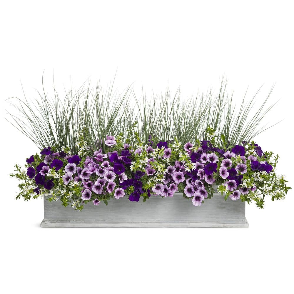 4.25 in. Eco+Grande Whirlwind White Fan Flower (Scaevola) Live Plant, White Flowers (4-Pack) - Hercitys