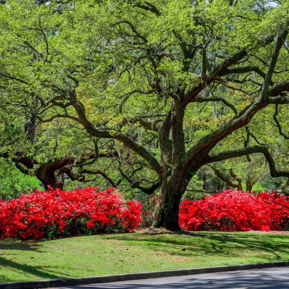 2.5 Quart Azalea ‘Stewartstonian’ Flowering Shrub with Red Flowers - Hercitys